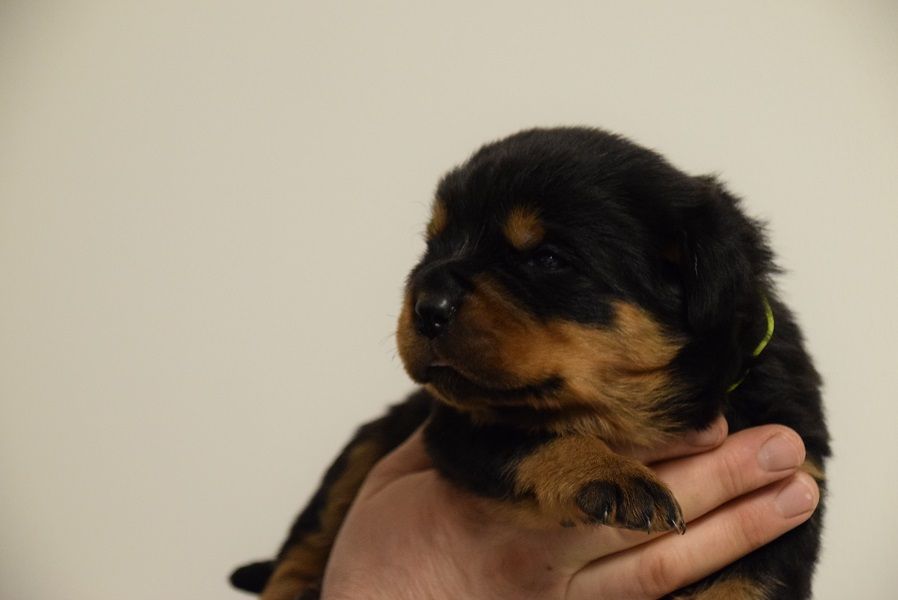 Vom Hause Matterhorn - Chiots disponibles - Rottweiler