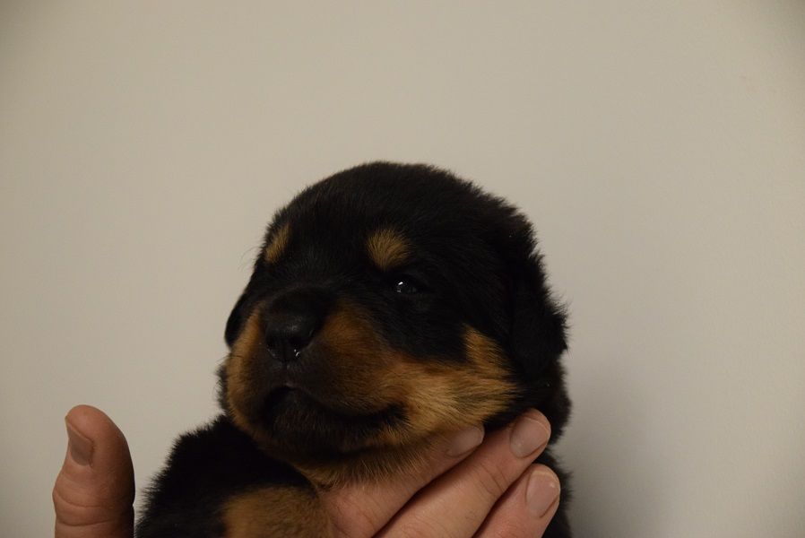 Vom Hause Matterhorn - Chiots disponibles - Rottweiler