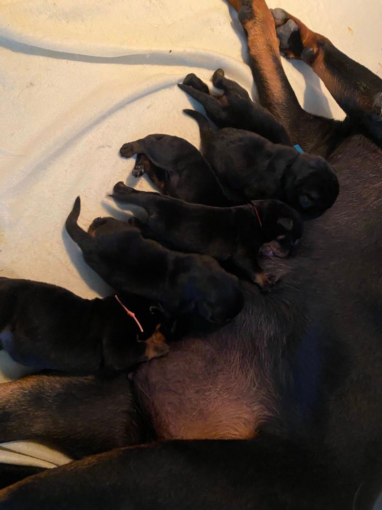 Vom Hause Matterhorn - Rottweiler - Portée née le 15/10/2025
