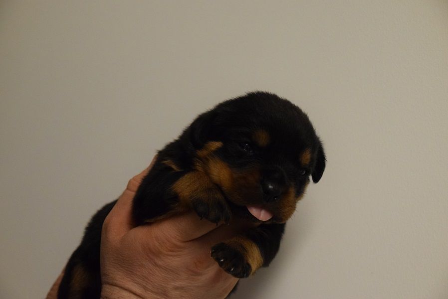 Vom Hause Matterhorn - Chiots disponibles - Rottweiler