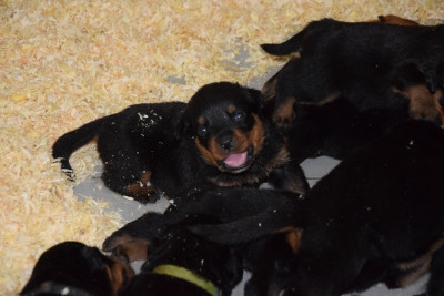 CHIOT 4