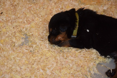 CHIOT 6