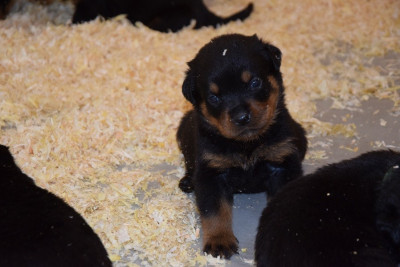 CHIOT 10