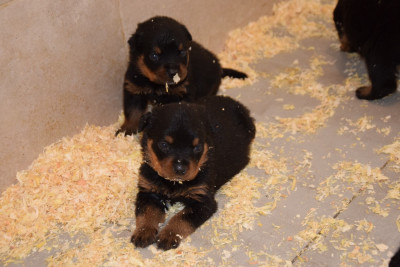 CHIOT 11