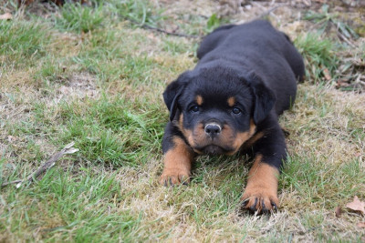 CHIOT 1
