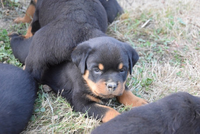CHIOT 2