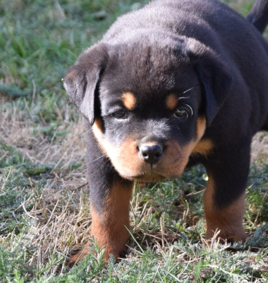 CHIOT 3