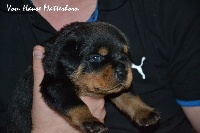 CHIOT