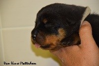 CHIOT