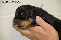 CHIOT