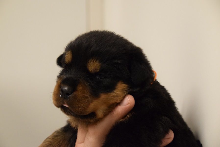 Vom Hause Matterhorn - Chiots disponibles - Rottweiler